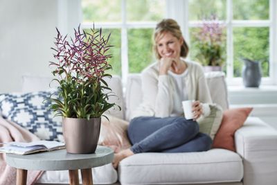 Diamond orchidee hoog 20cm