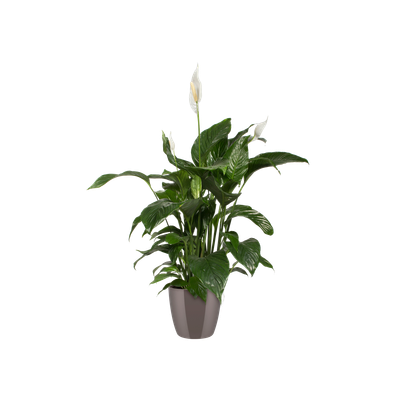 Diamond orchidee hoog 20cm