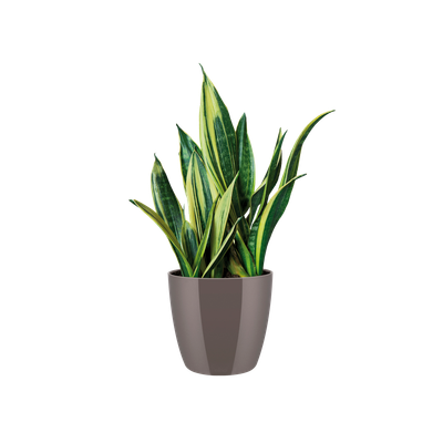 Diamond orchidee hoog 25cm