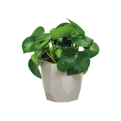 ROCK 14CM WARM GRIJS