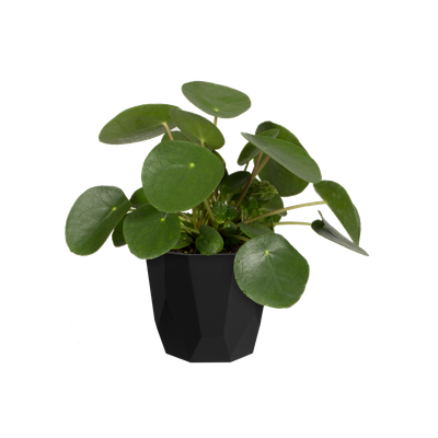 ROCK 16CM LIVING BLACK