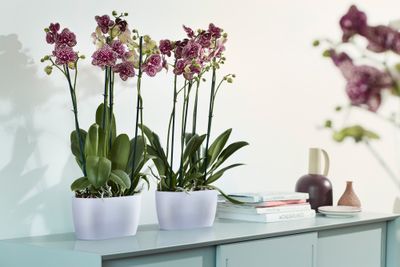 Duo orchidee 25cm
