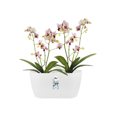 Duo orchidee 25cm