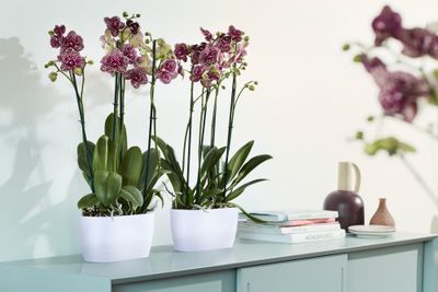 Duo orchidee 25cm