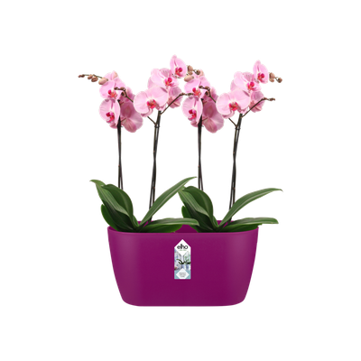 Duo orchidée 25cm