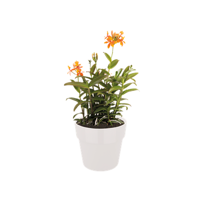 ORIGINAL ROND WIELEN 35CM WIT