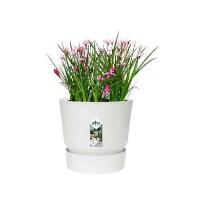 Greenville rond 25 blanc