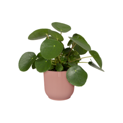 Pot vibes fold 25cm delicate roze