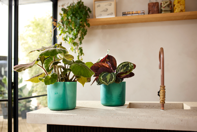 The Ocean Collection 16cm Pacific green