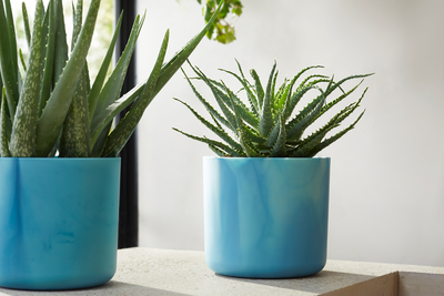 The Ocean Collection 22cm Atlantic blue