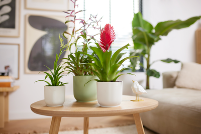 Pot vibes fold 14cm sorbet green