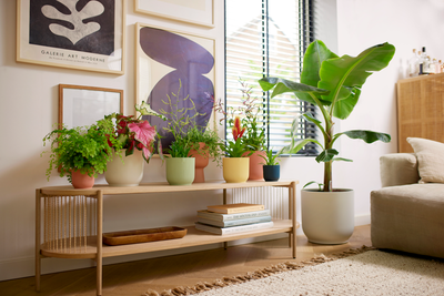 Pot vibes fold 18cm sorbet green