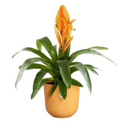 Pot jazz rond 14cm amber geel