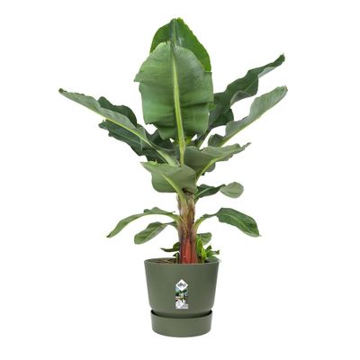 Greenville rond 55 leaf green