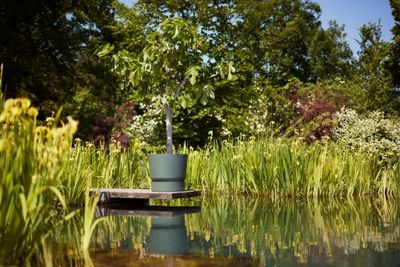 Greenville rond 55 leaf green