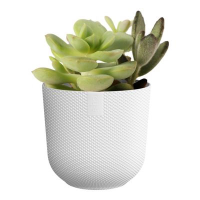 Jazz rond mini 7Ø 7xh7