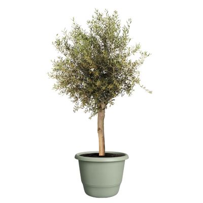 Amiga rond 55 thyme green