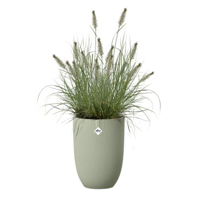 Sereh haut 30cm