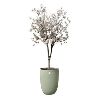 Sereh haut 40cm