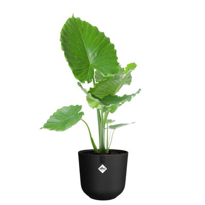 Jazz rond 30l 30xh27