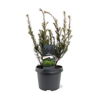 Taxus media Groenland