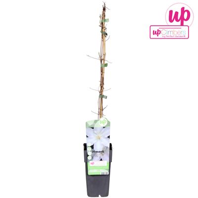 Clematis Gladys Picard