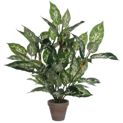 Dieffenbachia en pot stan d15,5cm - h70xd55cm
