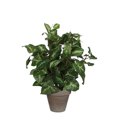 Syngonium vert en pot stan gris d11,5cm - h35xd25cm
