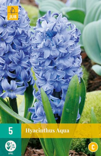 5 hyacinthus aqua