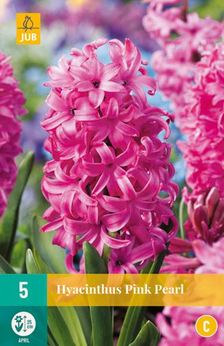 5 jacinthe pink pearl