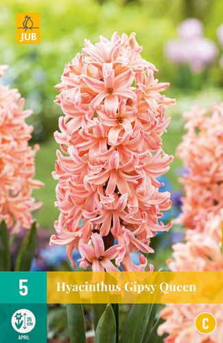 5 hyacinthus gipsy queen