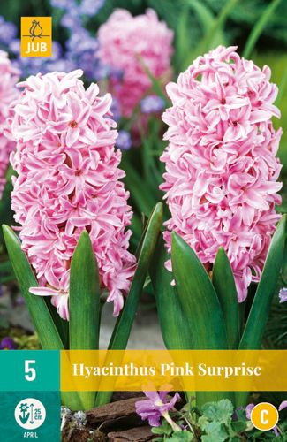 5 hyacinthus pink surprise