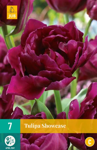7 bulbes à fleurs tulipe showcase
