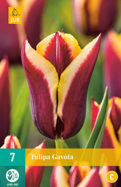 7 bloembollen Tulipa Gavota