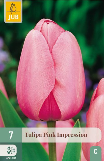 7 tulipe pink impression