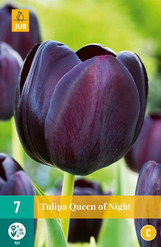 7 tulipe queen of night
