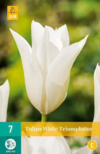 7 tulipe white triumphator
