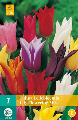 7 tulipa leliebloemig mix