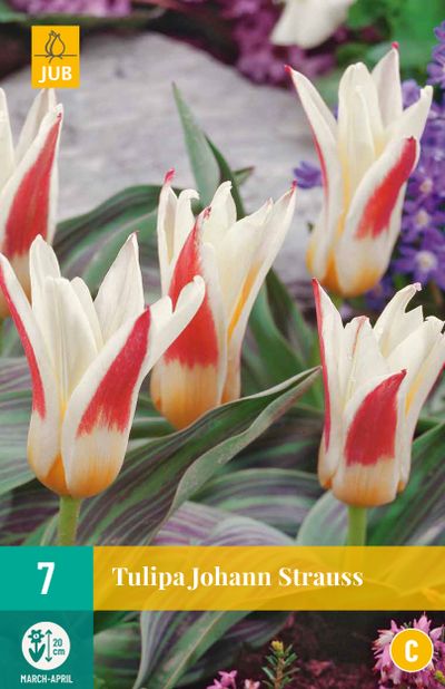 7 bulbes à fleurs tulipe johann strauss