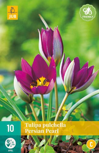 10 tulipa pulch. persian pearl