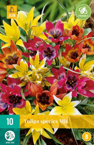 10 tulipe species mix