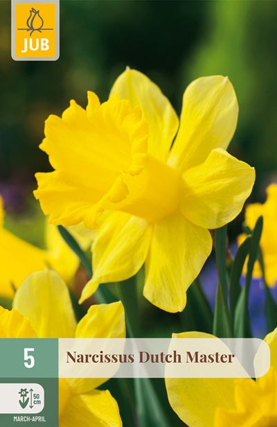 5 narcissus dutch master