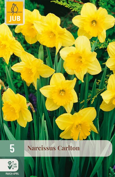 5 narcissus carlton