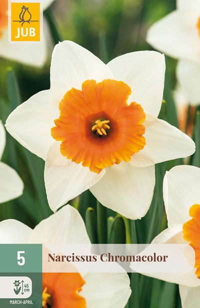 5 narcissus chromacolor