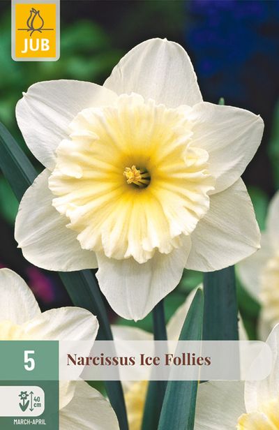 5 narcissus ice follies