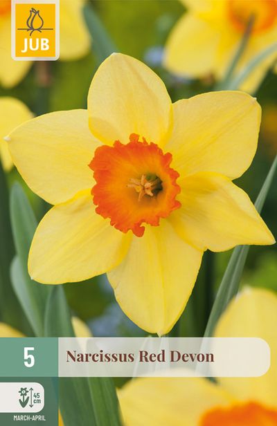 5 narcissus red devon