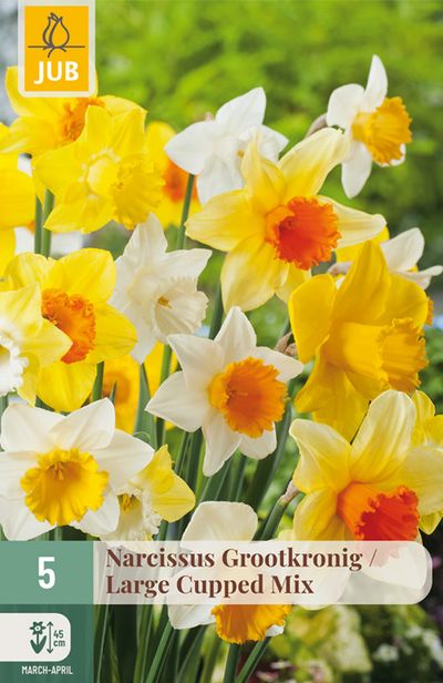5 narcissus grande couronne mix