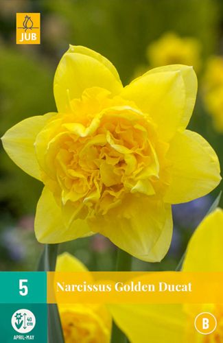 5 narcisses golden ducat