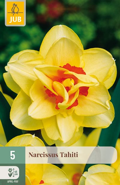 5 narcissus tahiti