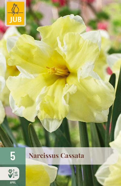5 narcissus cassata
